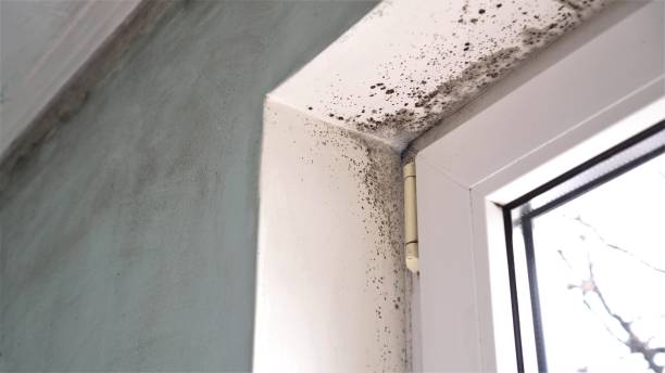 Best Mold Testing and Removal  in King, NC