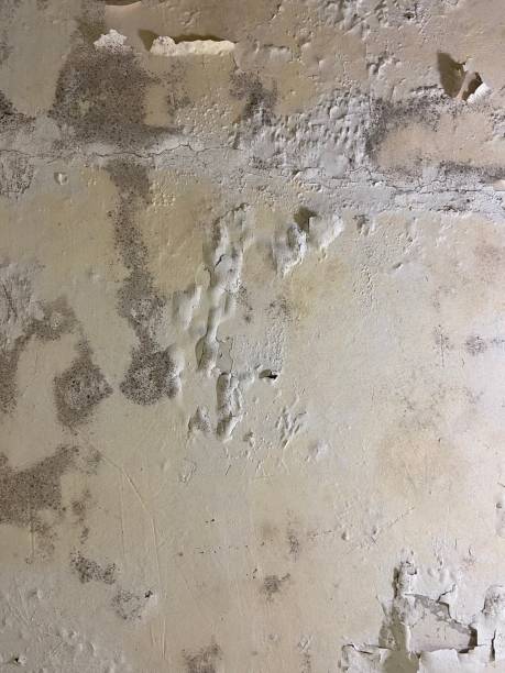 Best Local Mold Removal Service  in King, NC