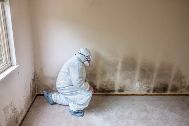 Best Attic Mold Removal  in King, NC