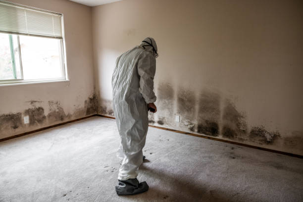 Best Affordable Mold Removal  in King, NC