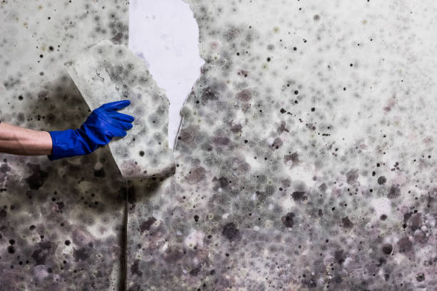 Best Mold Inspection  in King, NC