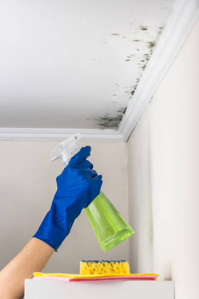 Office Mold Removal Services in King, NC